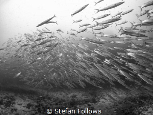 Split ... ! Chevron Barracuda - Sphyraena qenie. Sail Roc... by Stefan Follows 